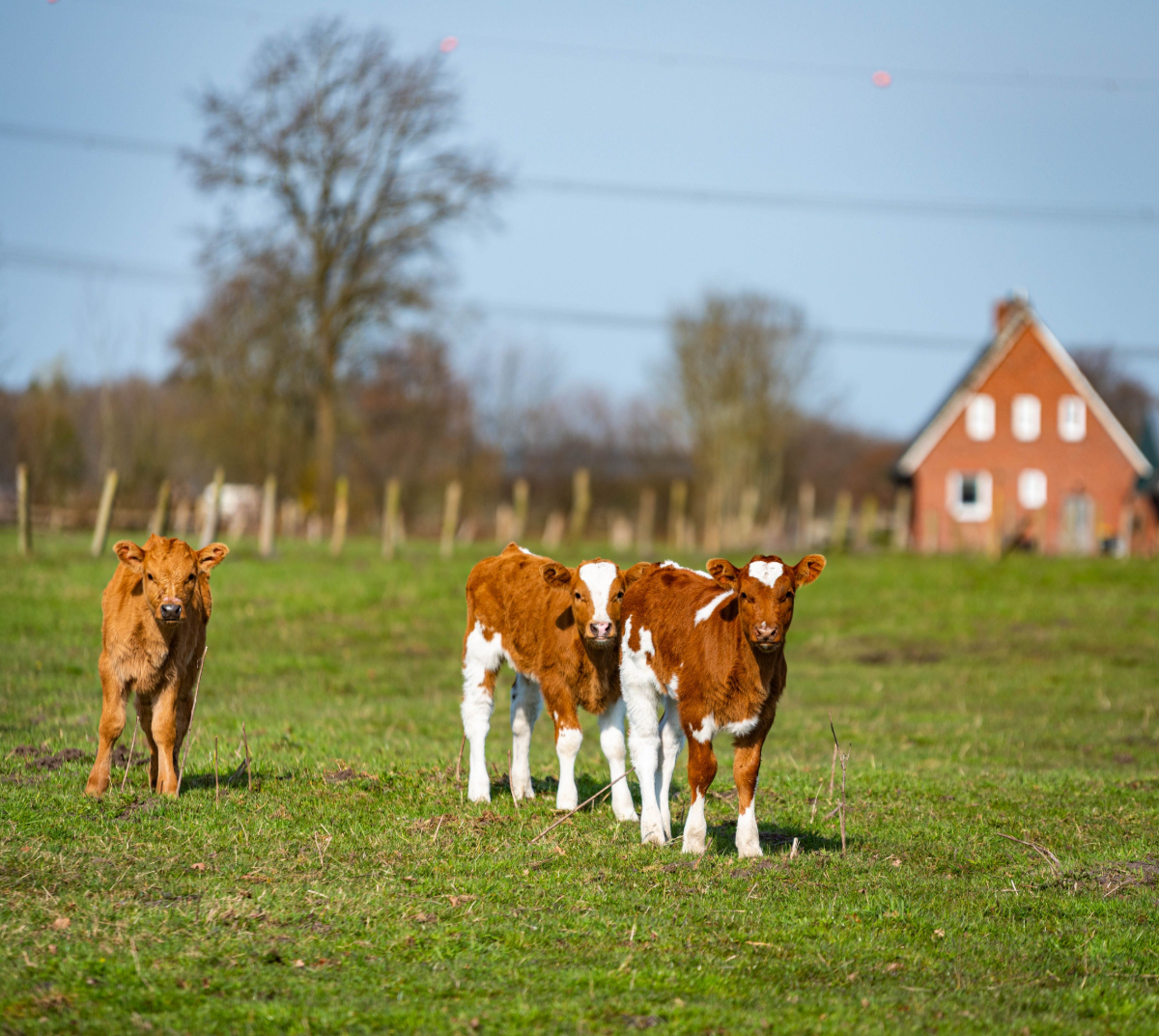 Landleben Schleswig-Holstein